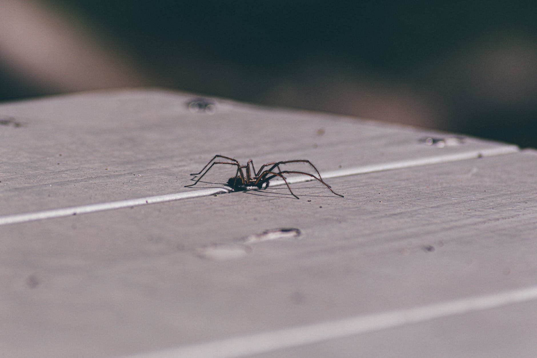 selective focus photo of spider